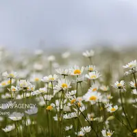 آغوش بابونه‌ها در شمال غرب ایران