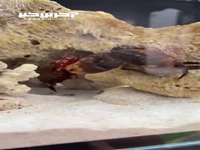 خرچنگی که بازوی مجروح خودش رو قطع می‌کنه!