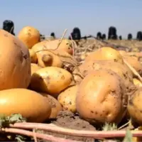 قیمت سیب‌زمینی نصف شد