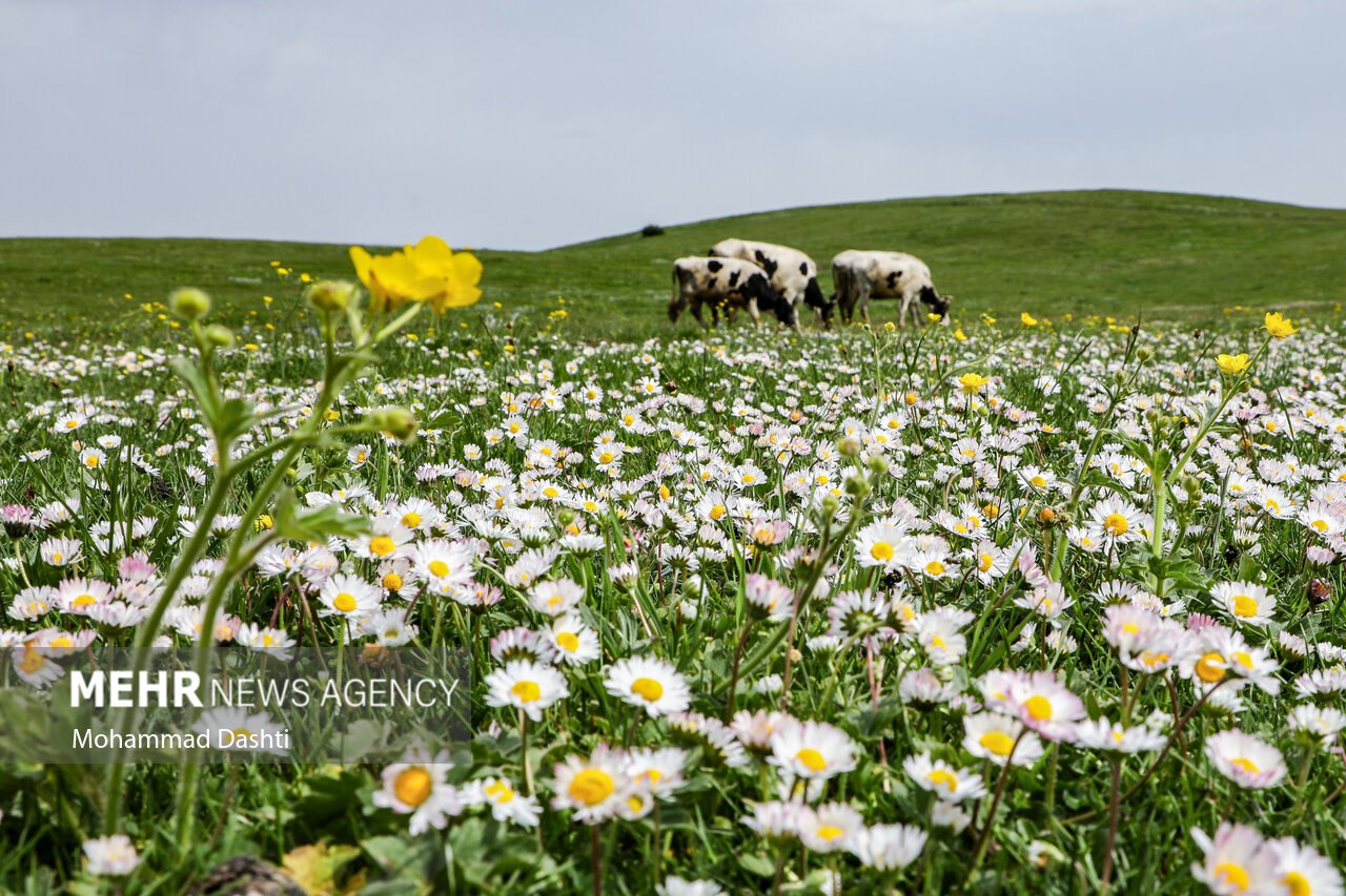 آغوش بابونه‌ها در شمال غرب ایران