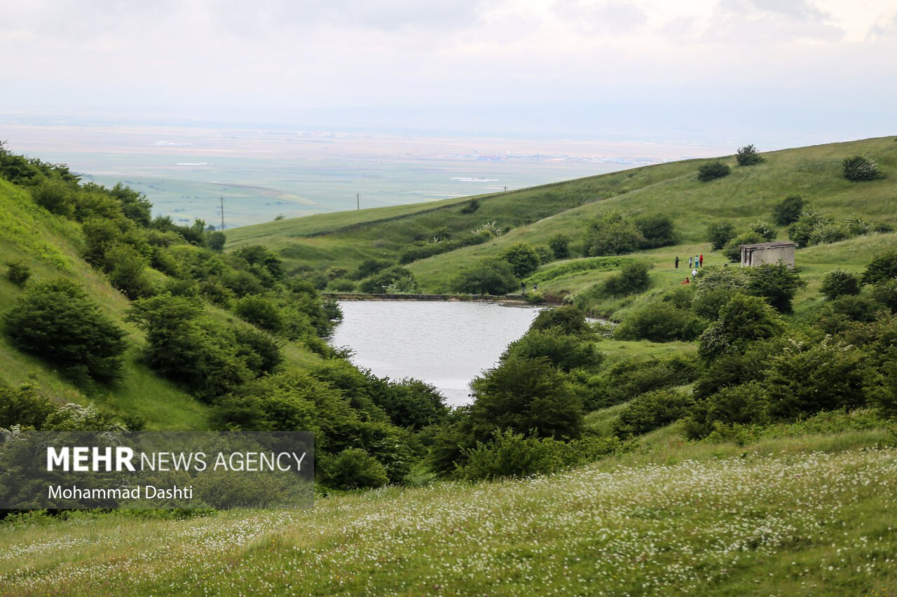 آغوش بابونه‌ها در شمال غرب ایران