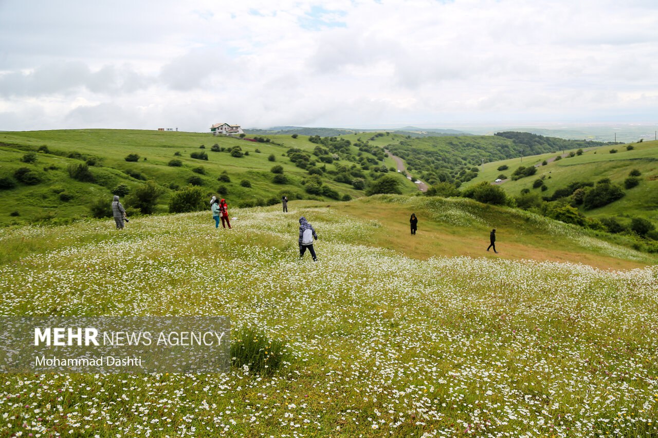 آغوش بابونه‌ها در شمال غرب ایران