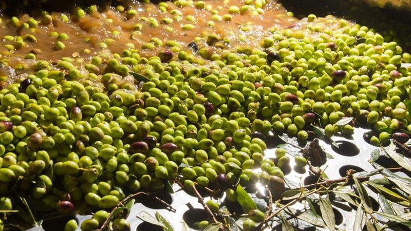 رشد ۵۰ درصدی فروش پستی زیتون طارم در زنجان