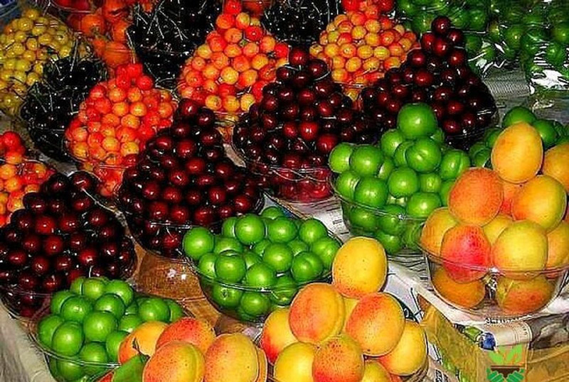 قیمت مصوب انواع میوه و صیفی در عمده فروشی اعلام شد