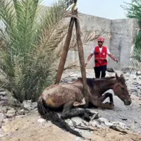 عملیات نجات اسب از چاله در بندرعباس!