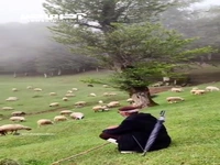 طبیعت دیدنی ارتفاعات رضوانشهر گیلان