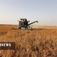 برداشت گلرنگ در روستای ملک آباد دهستان قمرود