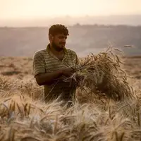 خرید گندم در قزوین به ۱۱۰ هزار تن رسید