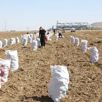 برداشت ۳۵۰ هزار تُن سیب‌زمینی تابستانه در همدان