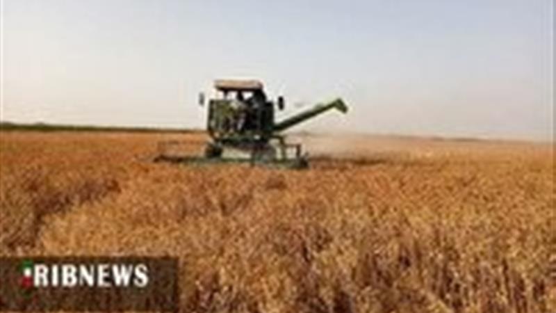 برداشت گلرنگ در روستای ملک آباد دهستان قمرود