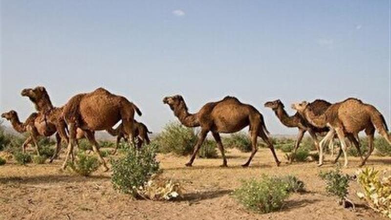 تولید ۳۲۰ تن گوشت در دومین قطب پرورش شتر کشور