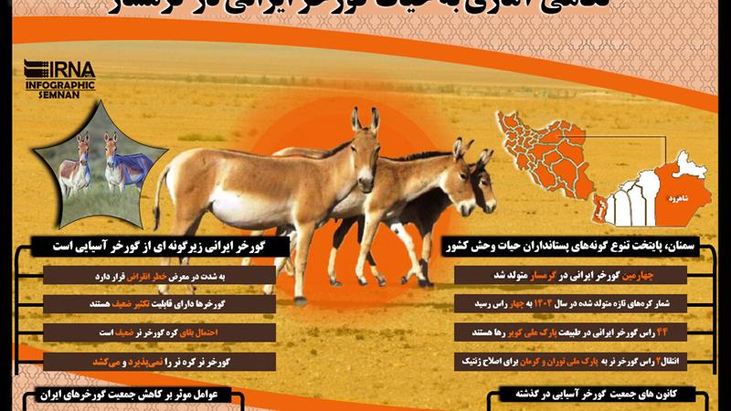 اینفوگرافیک | نگاهی آماری به حیات گورخر ایرانی در گرمسار