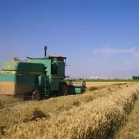 آغاز برداشت گندم از اراضی کشاورزی چهارمحال و بختیاری