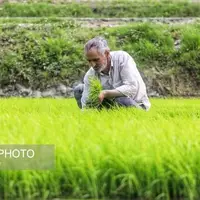 توزیع بیش از ۱۶ هزار تُن انواع کود شیمیایی در قزوین