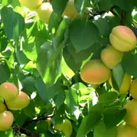 آغاز برداشت ۲۷ هزار تُن زردآلو از باغات آذربایجان غربی