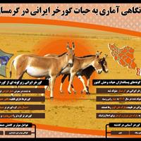 اینفوگرافیک | نگاهی آماری به حیات گورخر ایرانی در گرمسار