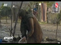سرنوشتمو پذیرفتم، حتی اگه تلخ باشه