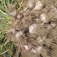 برداشت ۱۵۵۰۰ تن سیر از مزارع آذربایجان شرقی