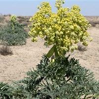 طلای گیاهی در چمدان خام‌فروشی