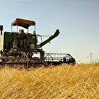 پیش بینی برداشت ۸۸۰ هزار تن گندم در استان