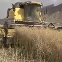 ۸۰ درصد مطالبات کلزاکاران ایلامی پرداخت شد