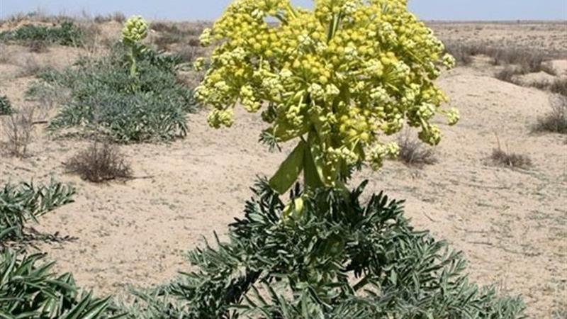 طلای گیاهی در چمدان خامفروشی