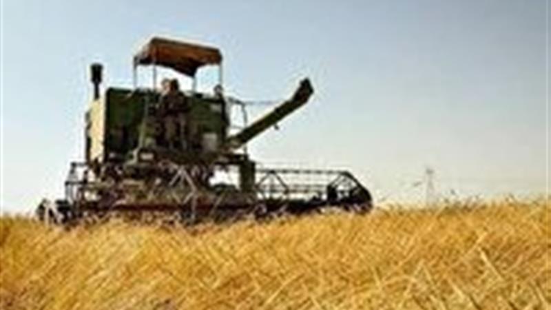 پیش بینی برداشت ۸۸۰ هزار تن گندم در استان