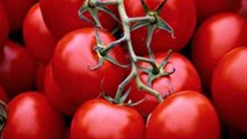 پیشبینی برداشت بیش از ۱۱ هزار تن گوجه فرنگی از مزارع طارم