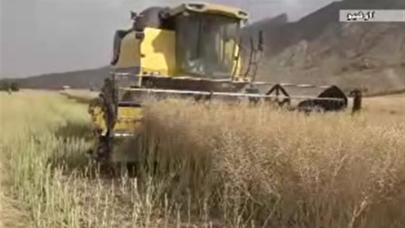 ۸۰ درصد مطالبات کلزاکاران ایلامی پرداخت شد