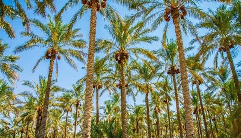 پیش‌بینی برداشت ۲۰۰ هزار تُن محصول از نخیلات بوشهر