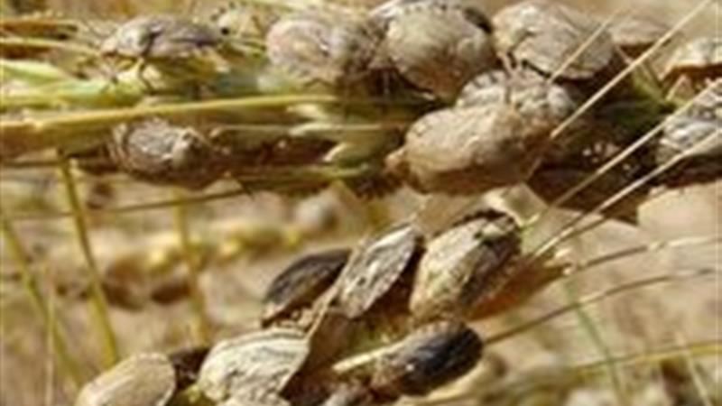 افزایش ۱۳۸ درصدی سطح آلودگی به آفت سن گندم در مزارع خراسان جنوبی