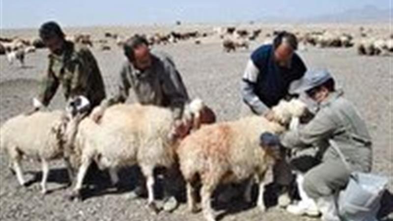 واکسیناسیون یک میلیون راس دام سبک علیه بیماری طاعون نشخوارکنندگان کوچک