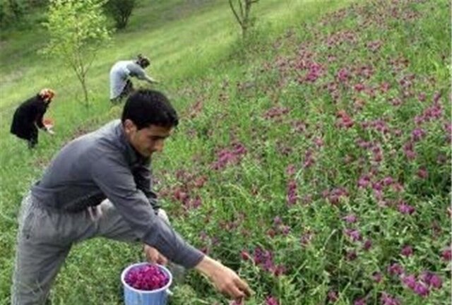 کشت گیاهان دارویی در ۱۱۰۰ هکتار از اراضی کهگیلویه و بویراحمد