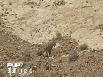 تصویربرداری از پلنگ ایرانی در پارک ملی توران
