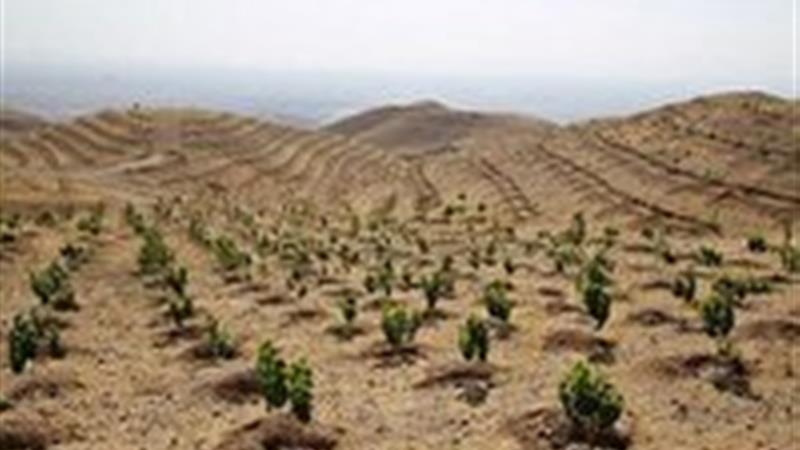 کنترل شن‌های روان اولویت مهم منابع طبیعی استان در بافق