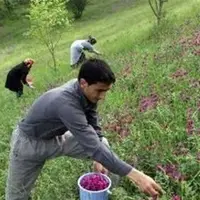 کشت گیاهان دارویی در ۱۱۰۰ هکتار از اراضی کهگیلویه و بویراحمد