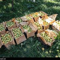 لزوم شناسنامه‌دار شدن مزارع برای ساماندهی مصرف سموم