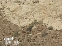 تصویربرداری از پلنگ ایرانی در پارک ملی توران