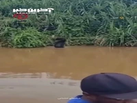 شامپانزه‌ای برای قدردانی مردی را در آغوش گرفت!