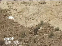 مشاهده پلنگ ایرانی در پارک ملی توران شاهرود