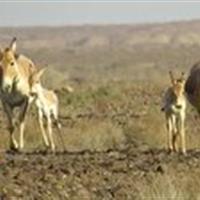 ثبت  تولد چهار کره‌گورخر جدید در گرمسار