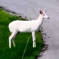 مشاهده یک گوزن سفید نادر