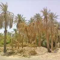 شوری آب آبادان نخلستان‌ها را تهدید می‌کند