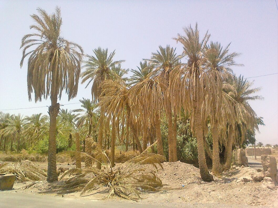 شوری آب آبادان نخلستانها را تهدید میکند
