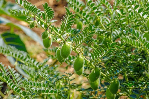 برداشت بیش از ۱۰۰ تن نخود در شهرستان کیار