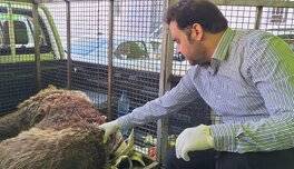 خرس قهوه‌ای دنا تلف شد