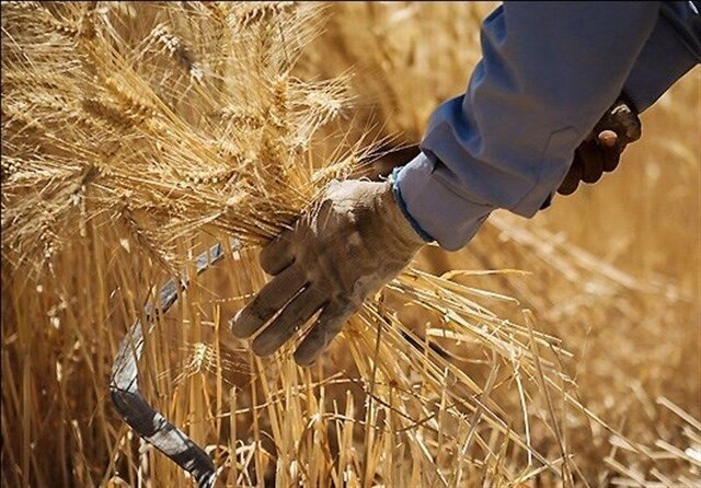 خرید تضمینی ۲۰ هزار تن گندم طی ۱۳ روز اخیر در همدان