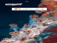 وقتی طبیعت تصمیم می‌گیره خلاقیتش رو نشون بده