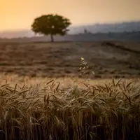  ۴۶۲ میلیارد تومان از مطالبات گندمکاران مازندران پرداخت شد