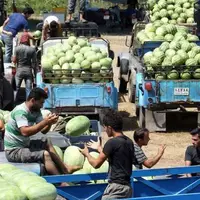 برداشت هندوانه در گیلان آغاز شد
